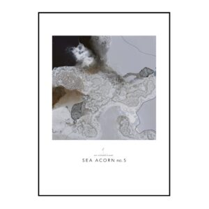 SEA ACORN no. 5 // KUNSTPLAKAT
